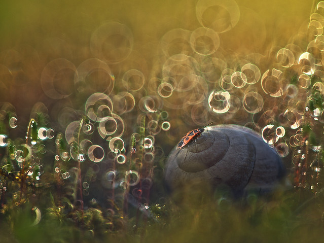 macrofun Kowal bezskrzydły