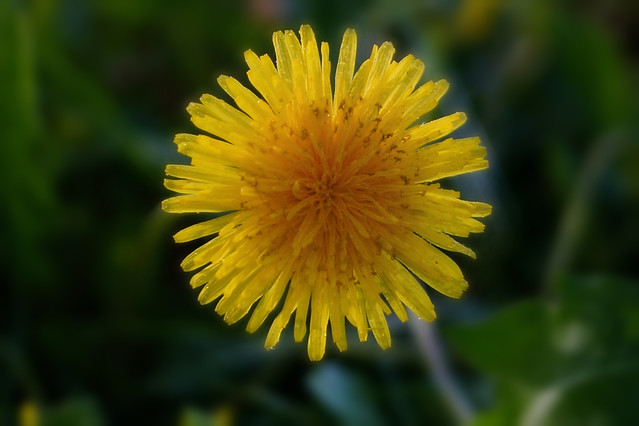 Słoneczko Sławek Rezerwa #348552