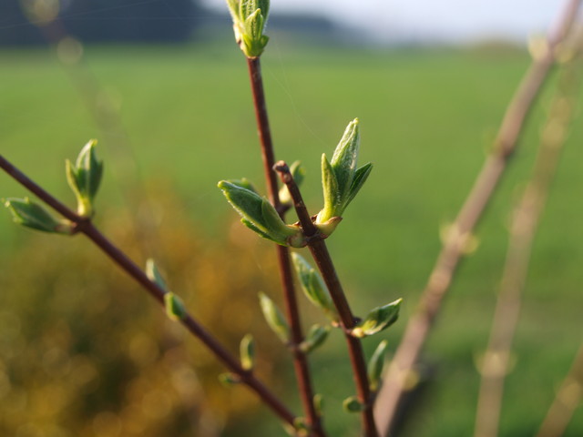 OLYMPUS DIGITAL CAMERA seylll #305627