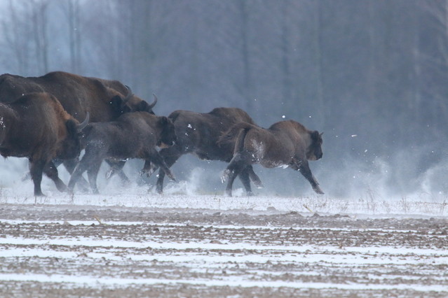 Tomasz Pisulla #348617