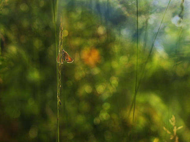 macrofun Jednym okiem podglądam...