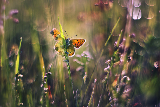 macrofun Kolorowy pejzaż łąkowy :)