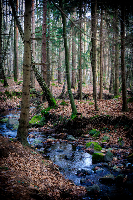 Światłolas Sulistrowiczki, Radunia. PIOTR SCHMIDT +48535444106