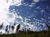 Picasa 