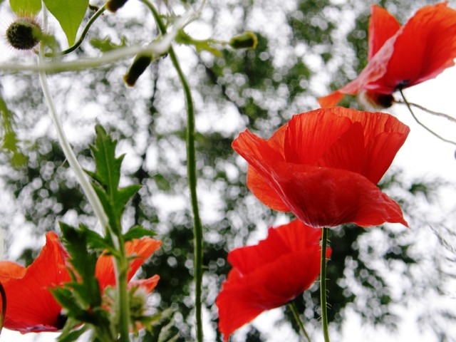 OLYMPUS DIGITAL CAMERA Esti #170305