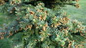 Picasa 