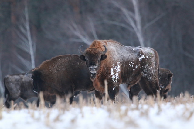 Tomasz Pisulla #348620