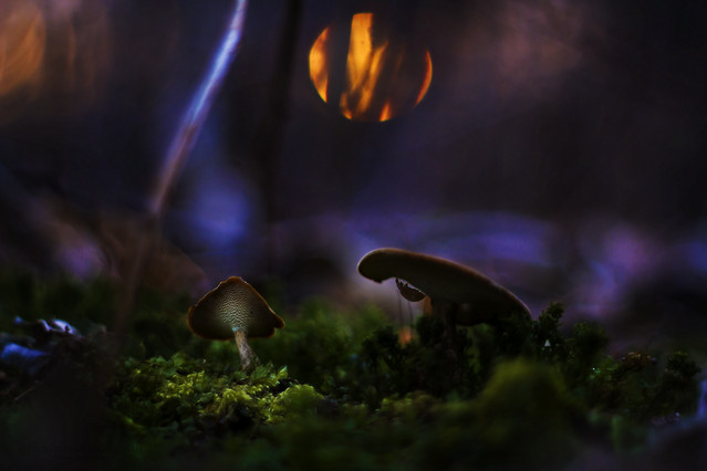 macrofun W zaczarowanym lesie