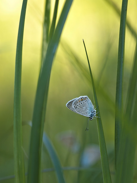 macrofun Co w trawie piszczy...