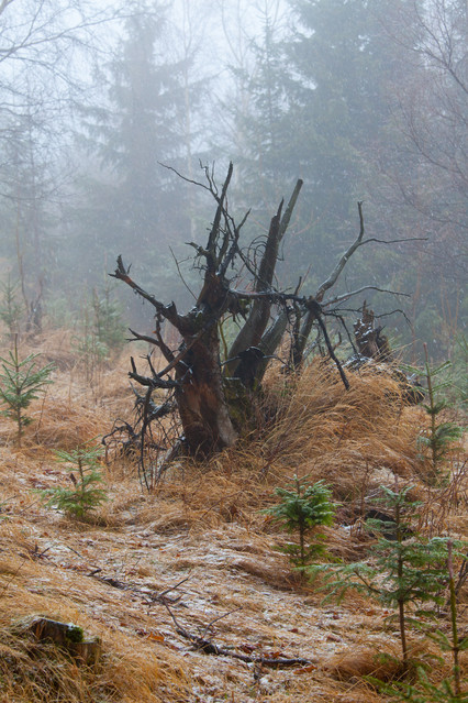 Jakub Schmidt #243871