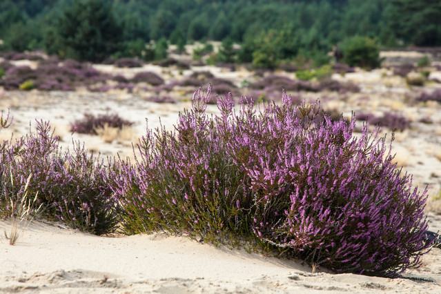 Wrzosowa kraina. Przemków. Piotr Schmidt #236174