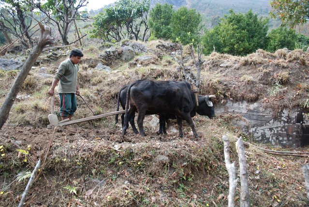 Nepal 2016 Jacek Pióro #291030