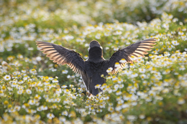 Pawel Prus Puffin