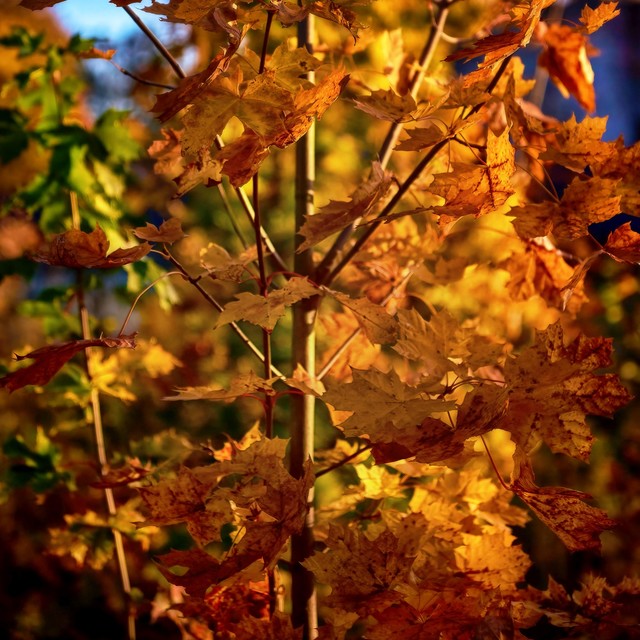 SONY DSC SONY DSC Tomasz Naglik #343522