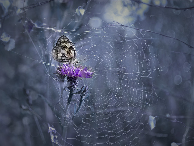 macrofun Za kratkami...