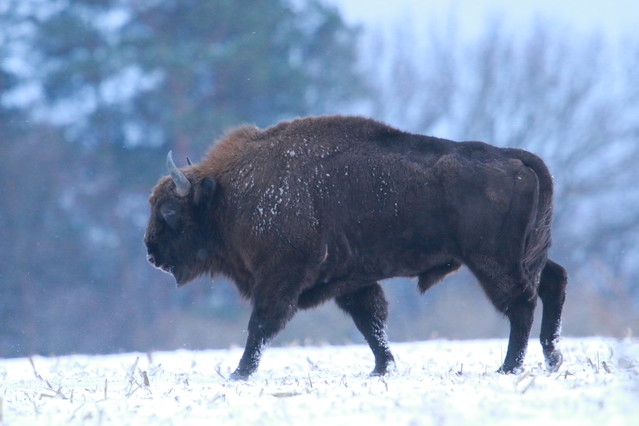 Tomasz Pisulla #348615