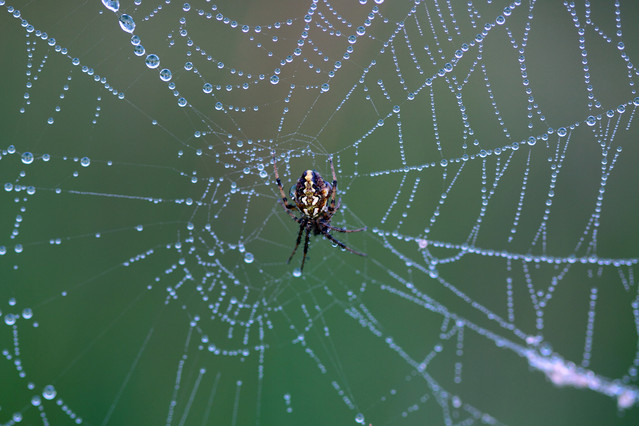 Andrzej Sajdak #134651
