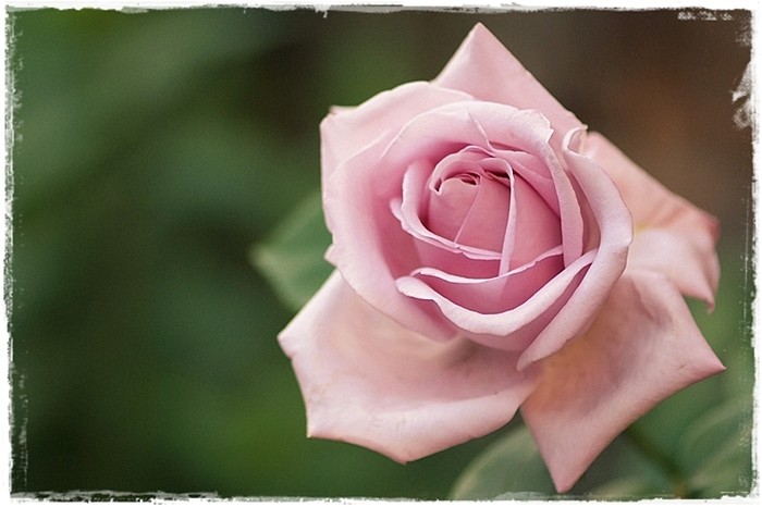 Krzysiek Krawczyk #117191