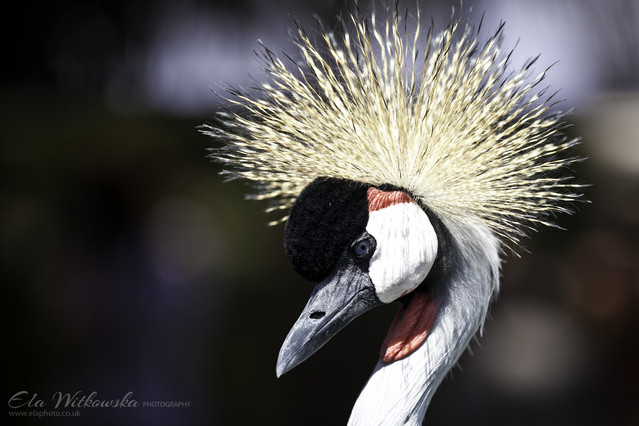 Ela Witkowska©2012 #148072