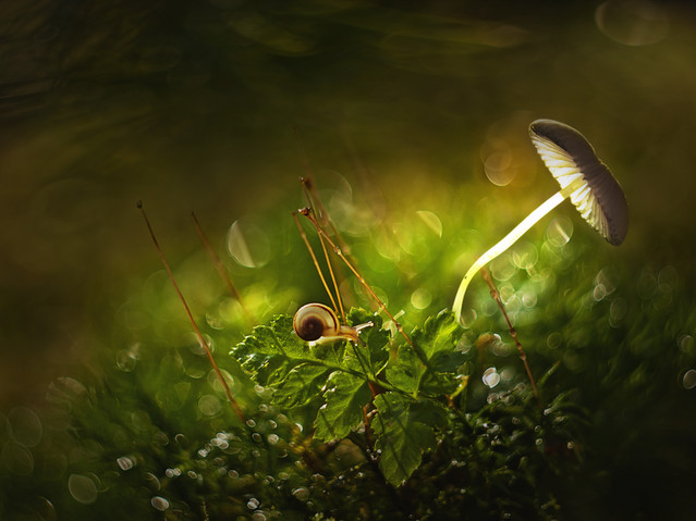 macrofun W świetle reflektorów