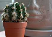 Picasa 