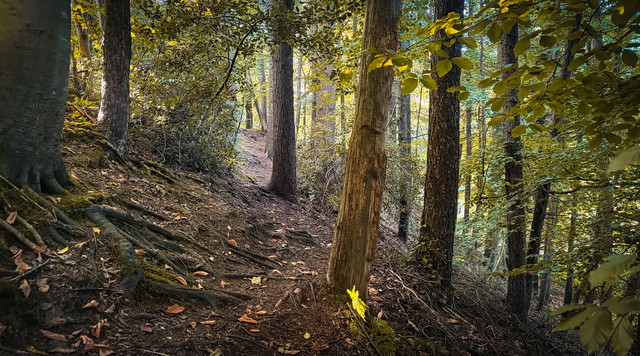 in the silence of autumn atenytom #349529