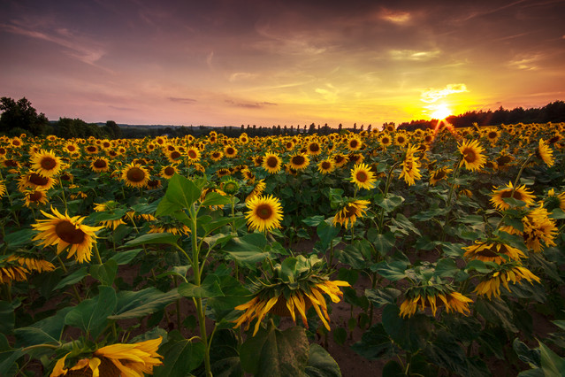 Marcin Rydzewski Słoneczniki 