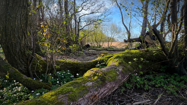 atenytom the landscape of my fairy tale