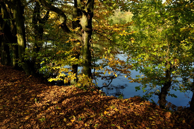 cichamaryjka #115326