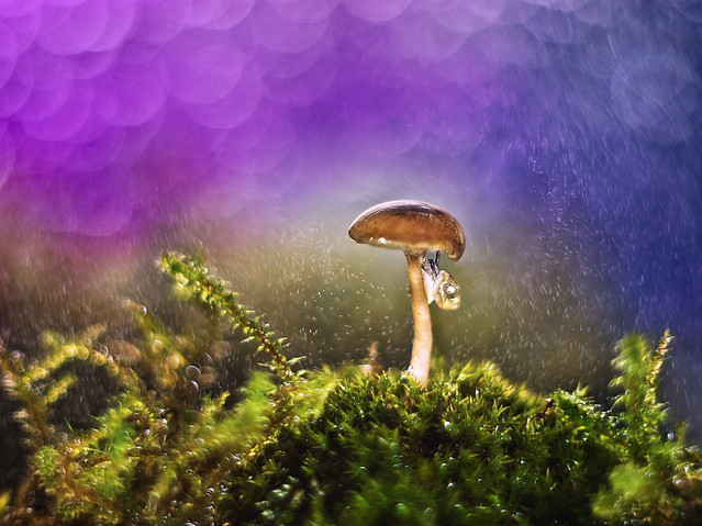 macrofun Zimowe grzybki :)