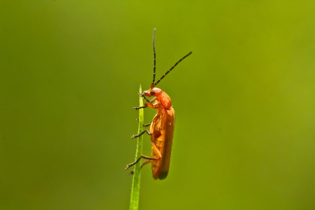 dziecię... Marcin STIEBAL #217342