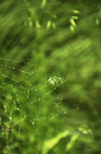 Kropli korale aldoni #249803