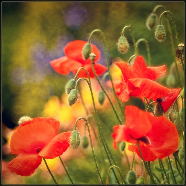 Makowe impresje I ADestroyer #186066