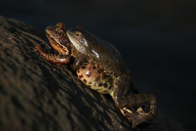 SONY DSC Misiekmaestro #173694