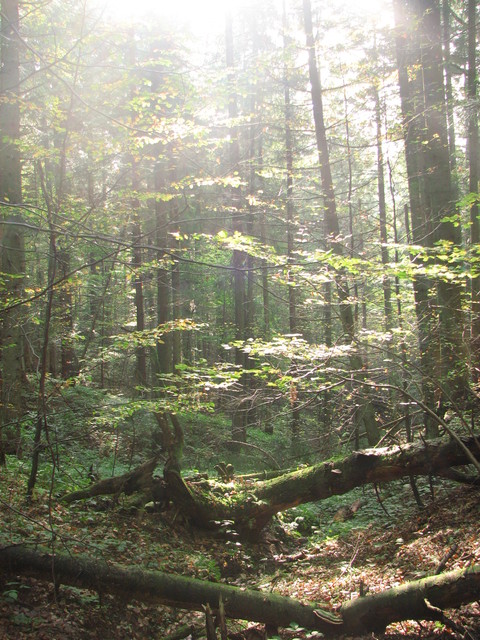 Mateusz Gryga #287968