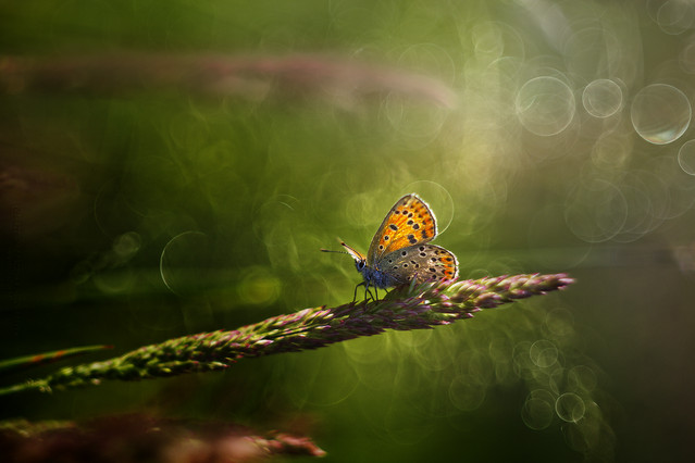 macrofun Współpracujący model :)