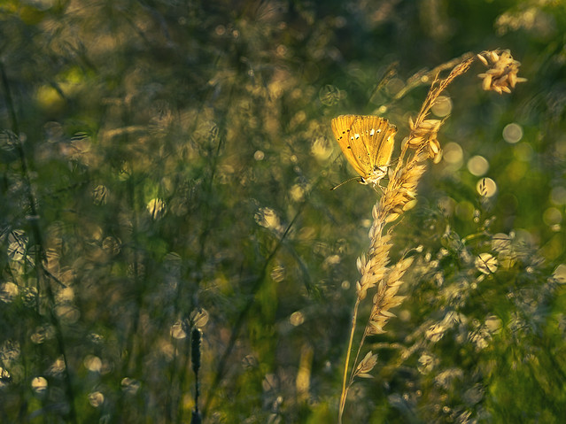 macrofun Pejzaż z moherkiem...