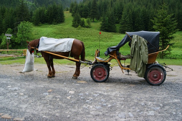 SONY DSC ZYGMUNT CZARNECKI #173961