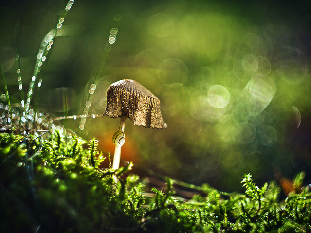 macrofun Grzybobranie czas zacząć :)