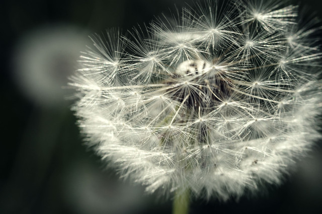 Barbara Luckyman #148990