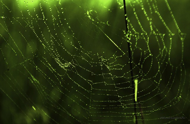 Kropli korale aldoni #249800