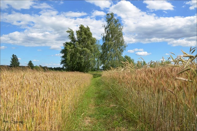 Szkoda lata ... Zygzag #349557
