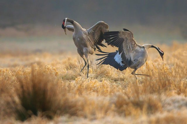 Paweł Bożek #348484