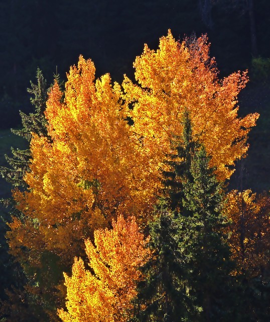 Piotr Trosiński #174001