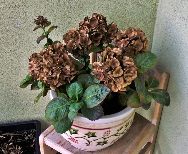 Edmund wronka #340748