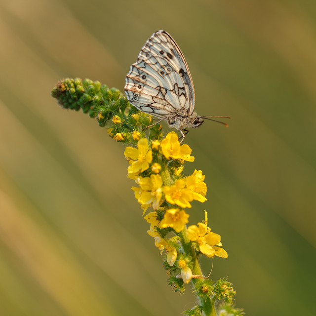 Marcin Rydzewski Wieczorny portret
