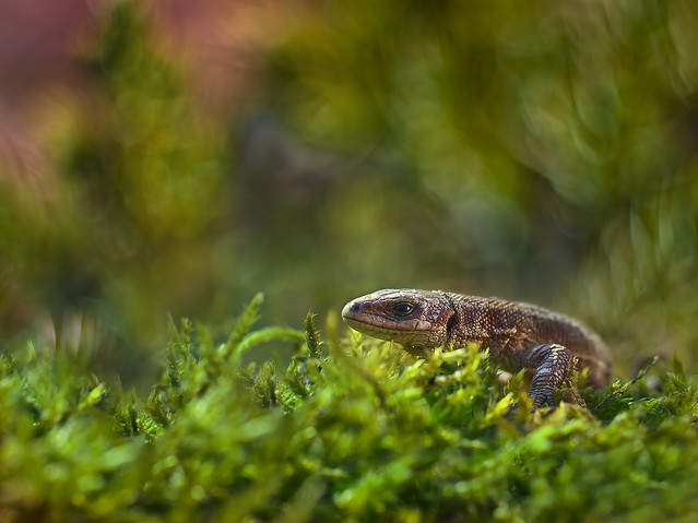 macrofun W moim ogrodzie... smoki