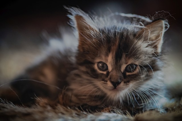 Igor Godlewski #336684