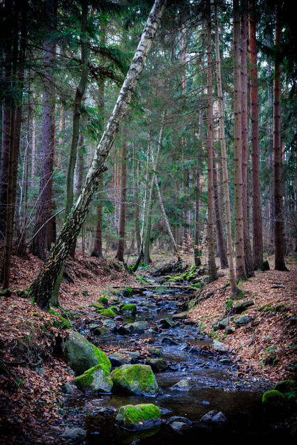 Światłolas Sulistrowiczki, Radunia. PIOTR SCHMIDT +48535444106