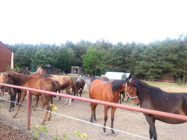 Kamil Sokołowski #162115